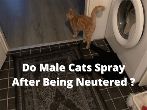 Can a Male Cat Spray After Being Neutered? And Why Do They Sometimes Act Like They Own the Couch?