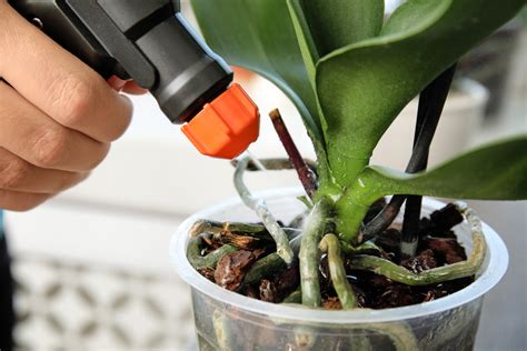 Can You Use Orchid Fertilizer on Other Plants? Exploring the Possibilities and Implications