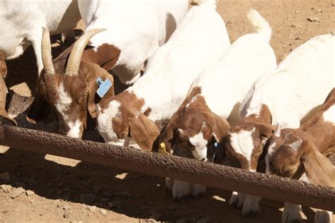 How Much Grain to Feed a Goat Per Day: A Symphony of Nutrition and Whimsy