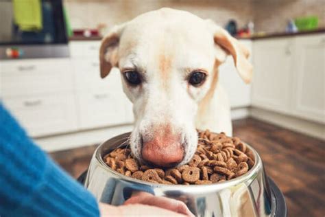 How to Feed a Dog with Vestibular Disease: A Comprehensive Guide to Nourishing a Wobbly Companion