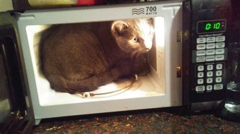 Is Glass Pyrex Microwave Safe? And Why Do Cats Stare at Microwaves?