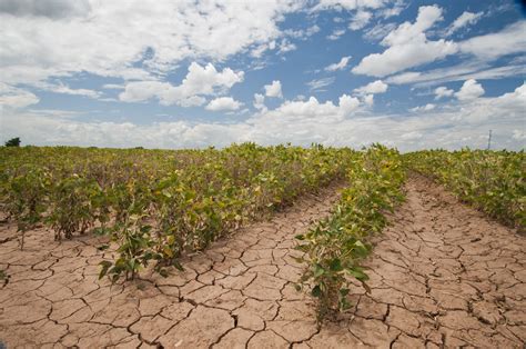 The Great Drought of 450 CE: An Agricultural Crisis and Societal Upheaval in Early Brazilian Societies