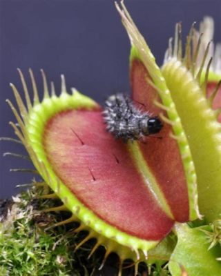 What Can You Feed Venus Fly Traps: A Journey into the Carnivorous Wonderland