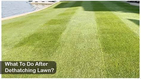 What Fertilizer to Use After Dethatching: A Guide to Revitalizing Your Lawn