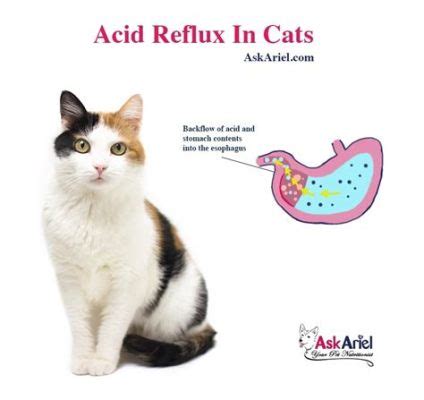 What to Feed a Cat with Acid Reflux: A Journey Through Culinary Chaos and Feline Physiology