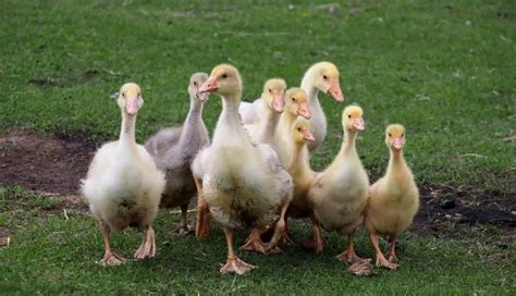 What to Feed Baby Geese: A Comprehensive Guide to Nurturing Your Goslings