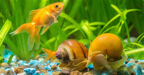 What to Feed Snails in Fish Tank: A Dive into the Culinary World of Aquatic Gastropods